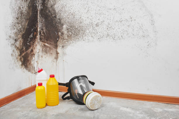 Best Affordable Mold Removal  in Baden, MD