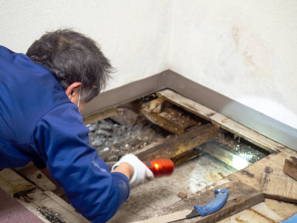 Home Mold Removal in Baden, MD