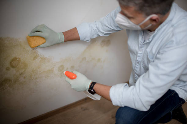 Trusted Baden, MD Mold Removal Experts