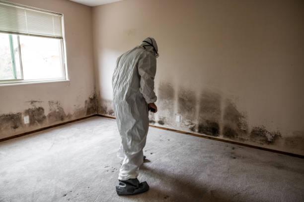 Best Local Mold Removal Service  in Baden, MD